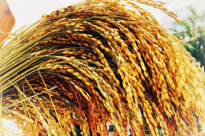 豊作のイメージ写真