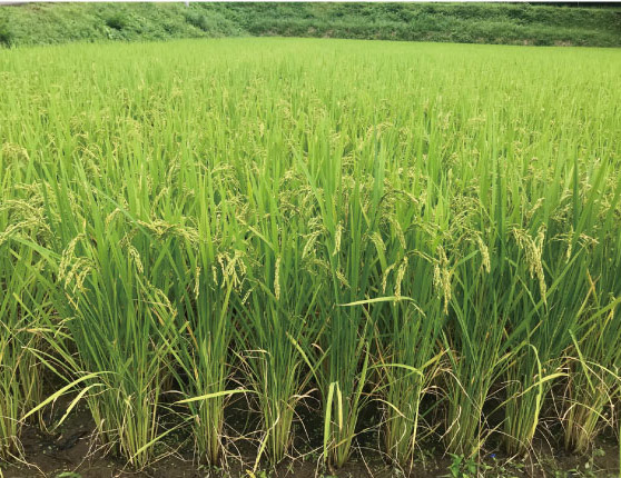 宮城の水田 稲のアップ