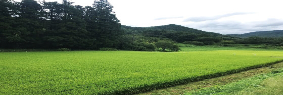 田んぼ 広域写真